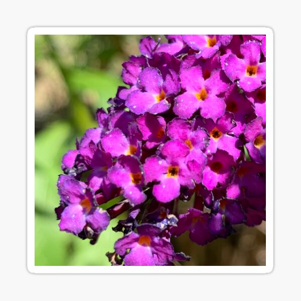Buddleia Purple Haze Bush Sticker