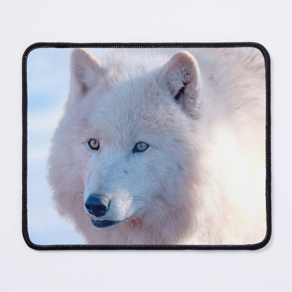 Item preview, Arctic Wolf -  Canis lupus arctos- Canada designed and sold by Darren Wilkes.