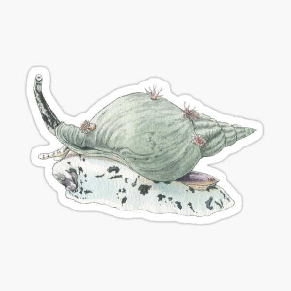Common whelk drawing Sticker