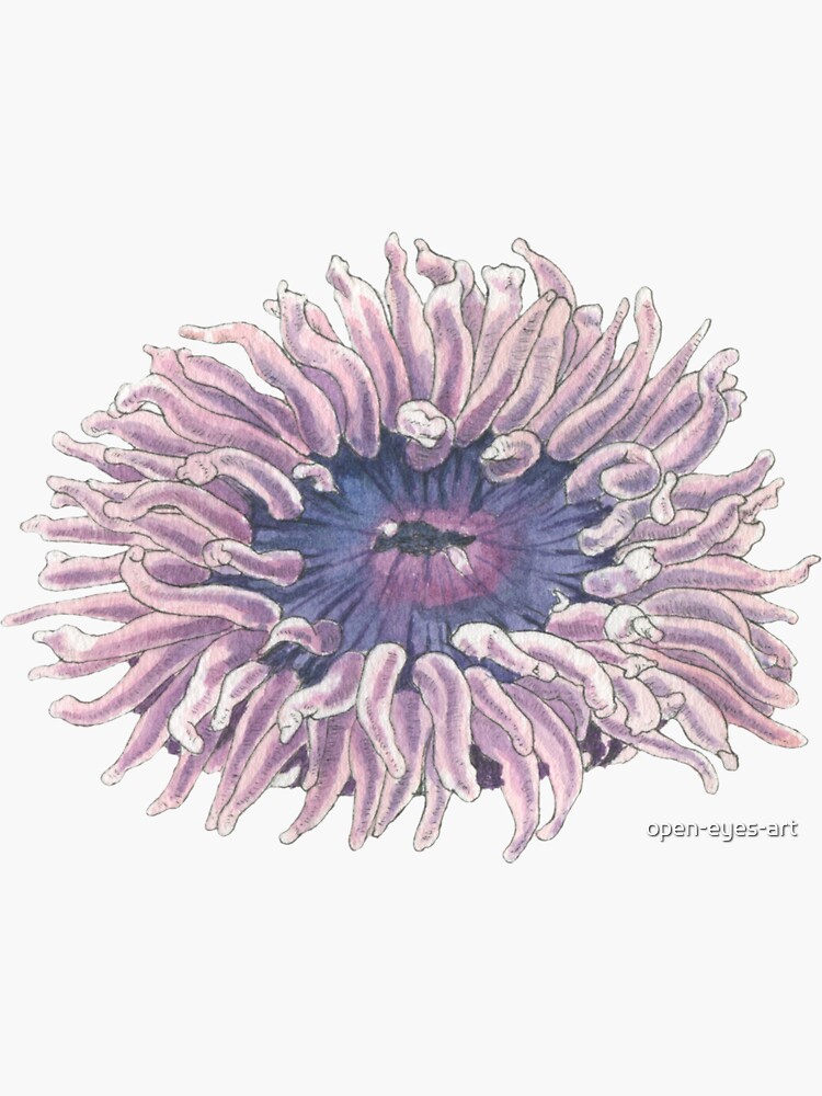 Amazon.com: Sea Anemone Poster Print (18 x 24): Posters & Prints