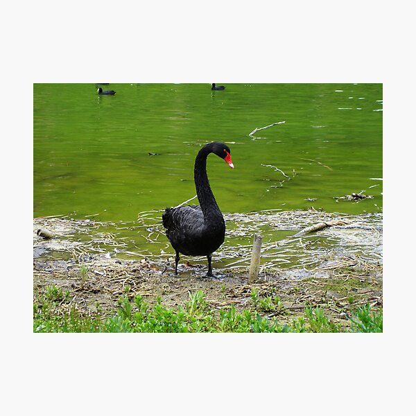 Item preview, Black Swan designed and sold by Tarryn Godfrey.