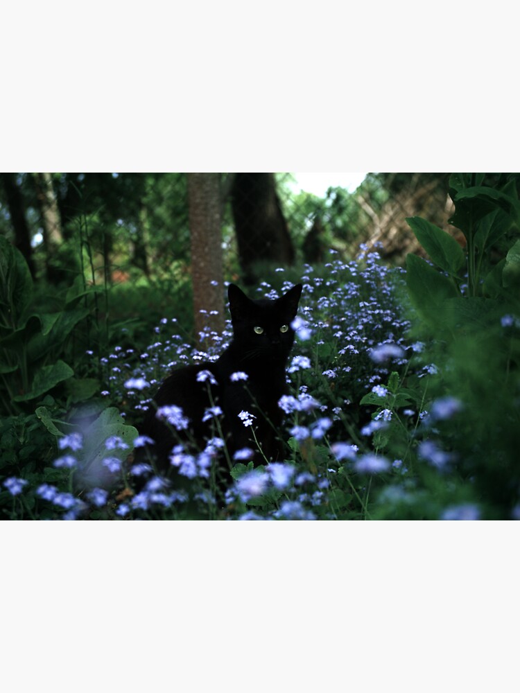 Thumbnail 3 von 3, Sticker, Schwarzer Kater Paule im Blumenbeet designt und verkauft von Gourmetkater.