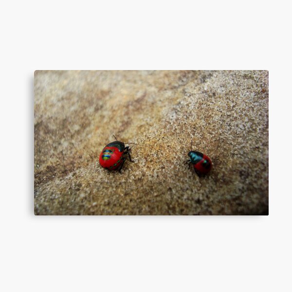 Little & Large (jewelled bug series) Canvas Print