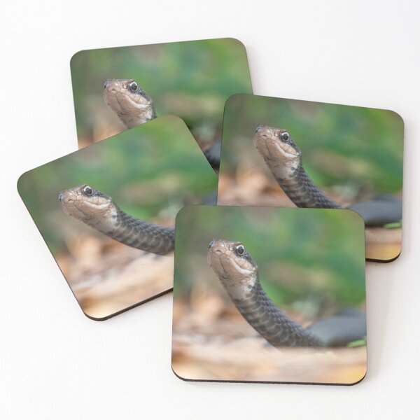 Item preview, Southern Black Racer Snake Searching for Meal designed and sold by The F—! Stop.