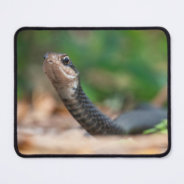 Item preview, Southern Black Racer Snake Searching for Meal designed and sold by The F—! Stop.
