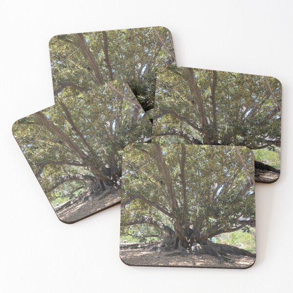 Item preview, Moreton Bay Fig (Australian Banyan Tree), Hyde Park, Western Australia  designed and sold by NimbleFish.