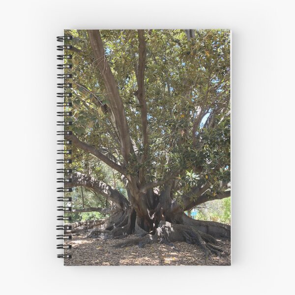 Item preview, Moreton Bay Fig (Australian Banyan Tree), Hyde Park, Western Australia  designed and sold by NimbleFish.