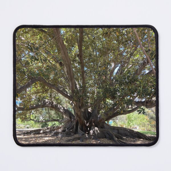 Item preview, Moreton Bay Fig (Australian Banyan Tree), Hyde Park, Western Australia  designed and sold by NimbleFish.
