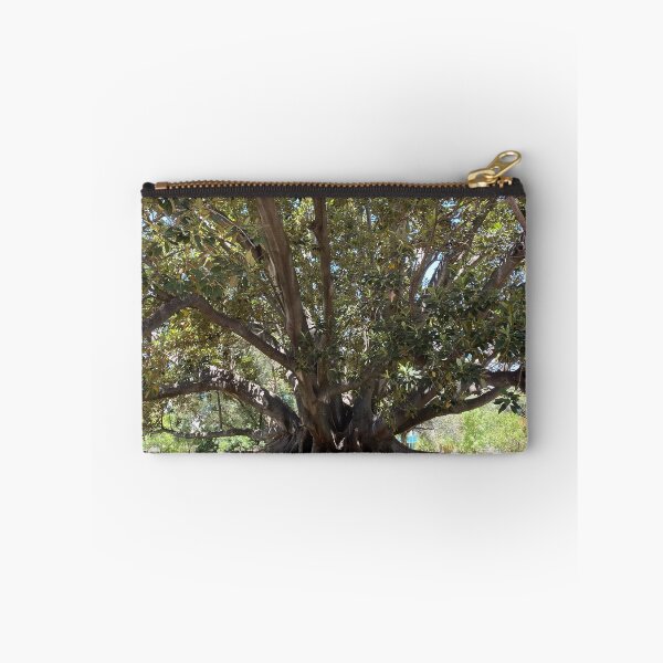Item preview, Moreton Bay Fig (Australian Banyan Tree), Hyde Park, Western Australia  designed and sold by NimbleFish.