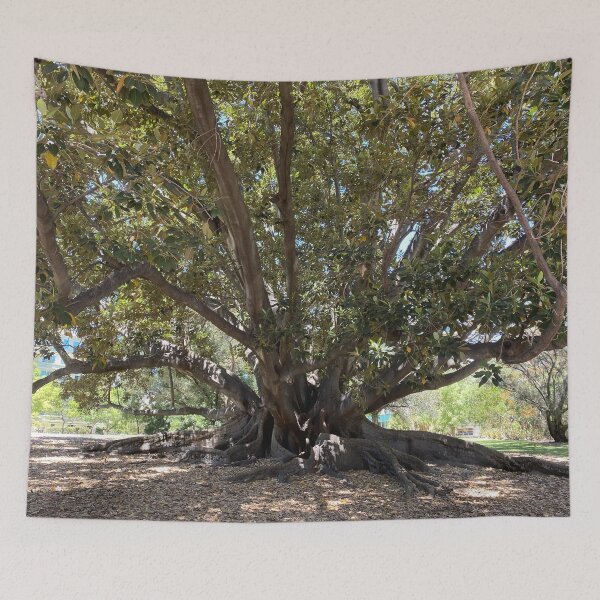 Item preview, Moreton Bay Fig (Australian Banyan Tree), Hyde Park, Western Australia  designed and sold by NimbleFish.