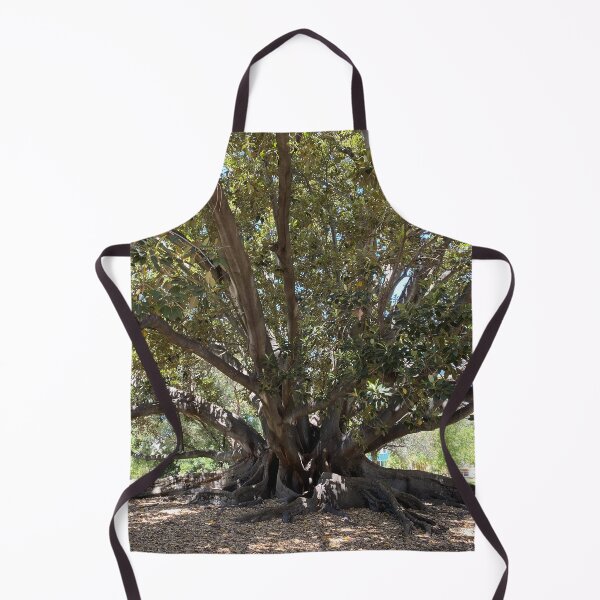 Item preview, Moreton Bay Fig (Australian Banyan Tree), Hyde Park, Western Australia designed and sold by NimbleFish.