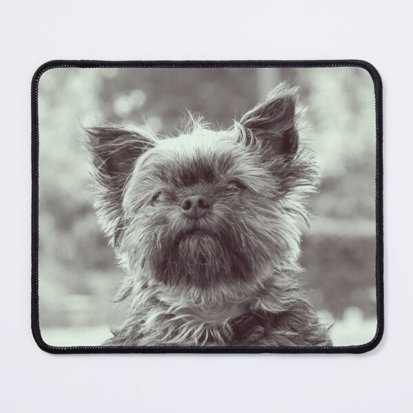 Item preview, B&W Vintage Affenpinscher Dog Print designed and sold by TheWildFlix.
