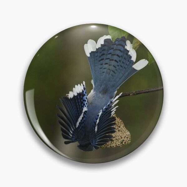 Artikelvorschau, Bluejay entworfen und verkauft von ladywithacamera.