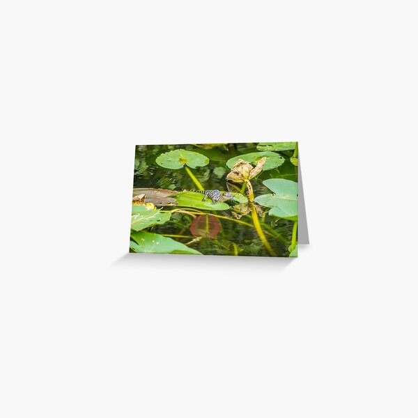 Relaxing In The Sun Greeting Card
