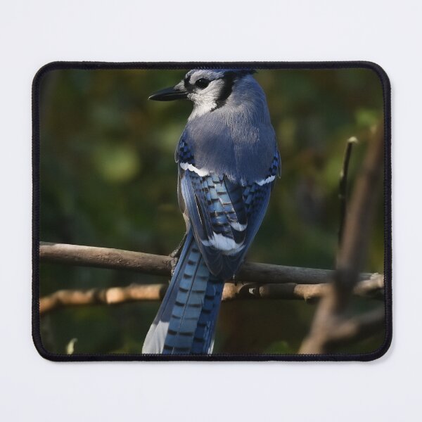 Item preview, Bluejay designed and sold by ladywithacamera.