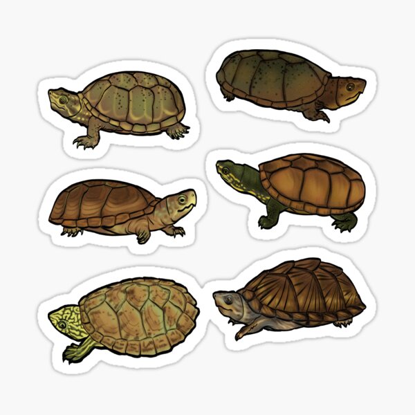 Item preview, Musk/Mud Turtles designed and sold by Breanna Sanchez.