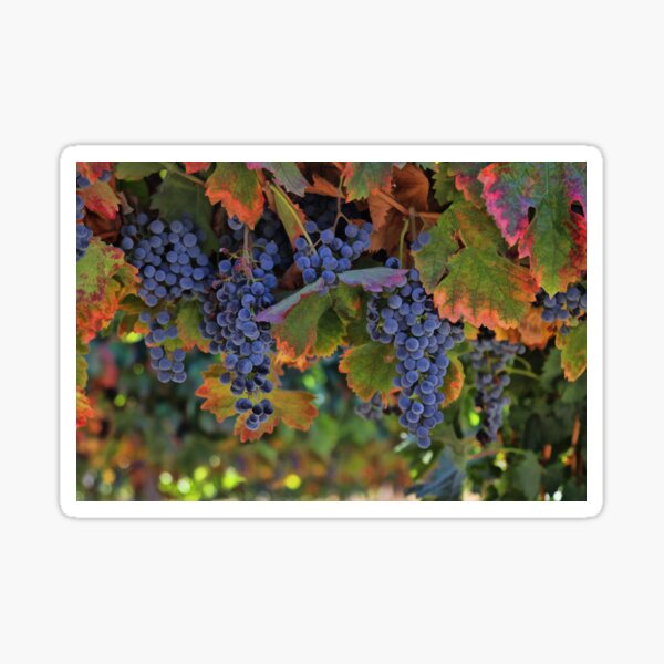 Item preview, Beautiful Harvest Wine Vineyard designed and sold by Stephanie Laird.