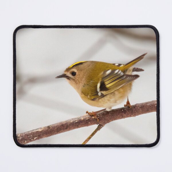 Item preview, Busy as a Goldcrest designed and sold by Jouko Lehto Photography.