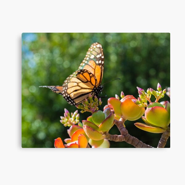 Monarch Butterfly on a Jade Plant Canvas Print