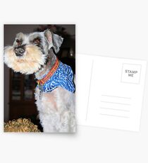 Max Boy Postcards
