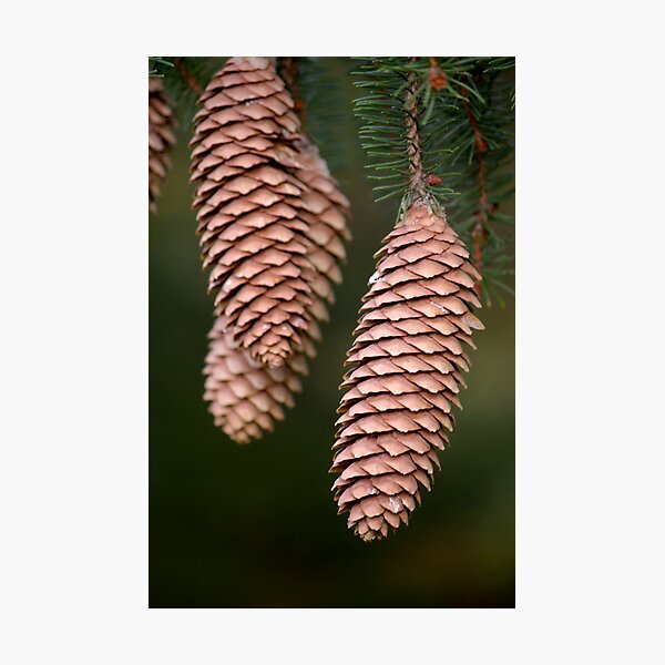 Item preview, Pine Cones designed and sold by rdshaw.