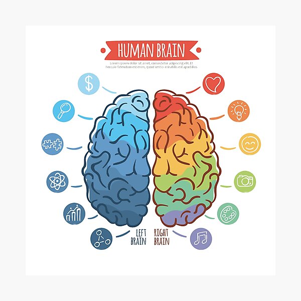 Brain Photographic Print