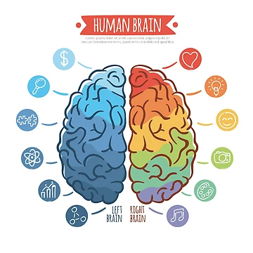 Artwork thumbnail, Brain by Vector11