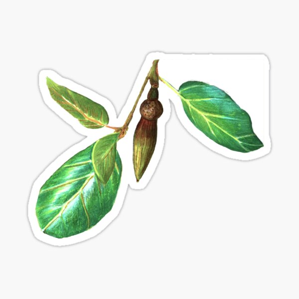 Item preview, Coast Live Oak Acorn designed and sold by rebeccakoconnor.