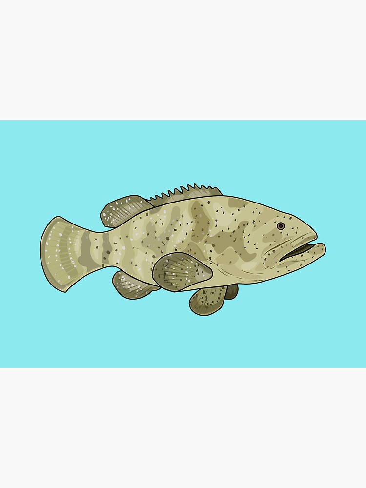 Grouper Illustration