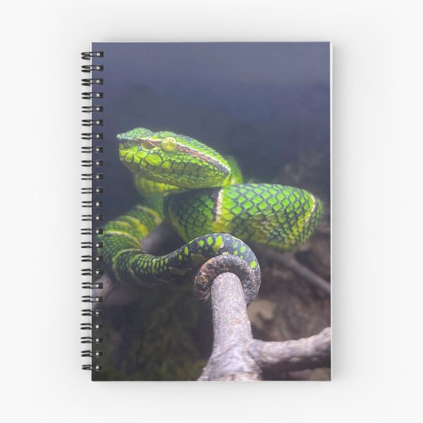 Item preview, WAGLER'S PIT VIPER 2 designed and sold by BOLLA67.
