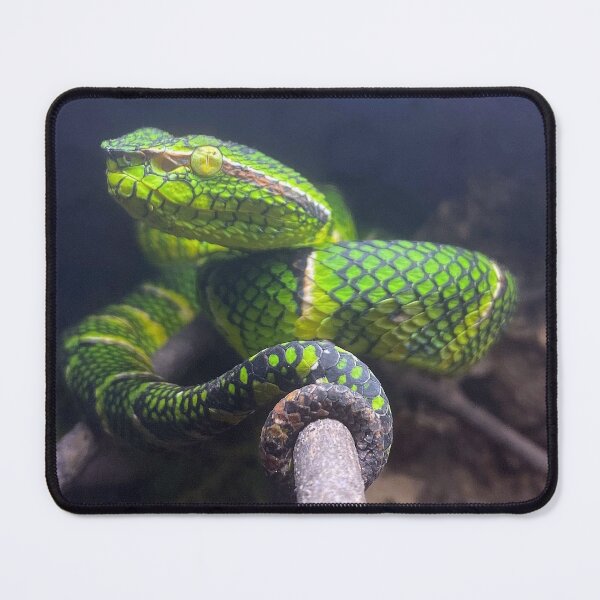 Item preview, WAGLER'S PIT VIPER 2 designed and sold by BOLLA67.