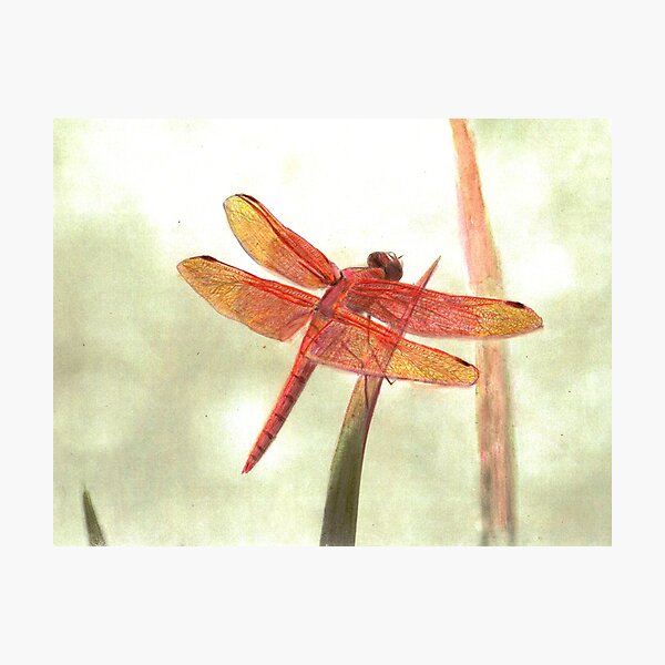 Flame Skimmer Dragonfly Photographic Print