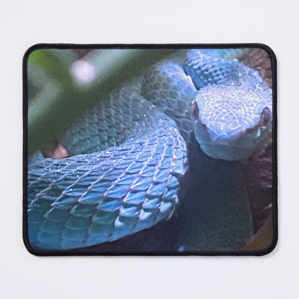 Item preview, 2527 BLUE WHITE LIPPED VIPER designed and sold by BOLLA67.