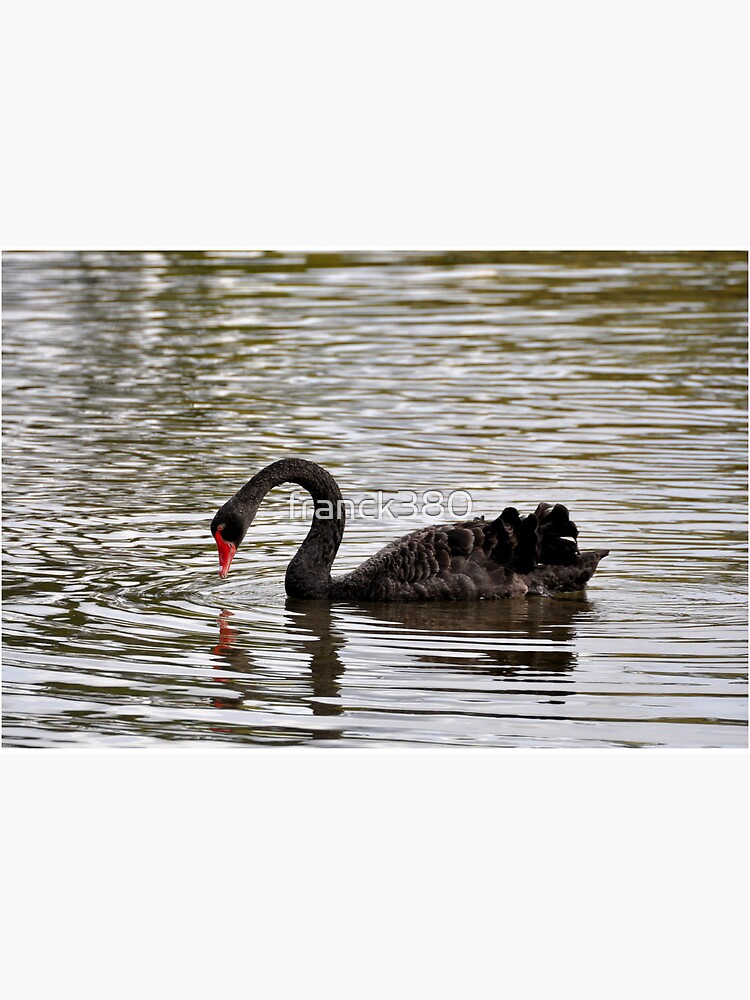 Thumbnail 2 of 2, Art Board Print, New Zealand - Rotorua, black swans designed and sold by franck380.