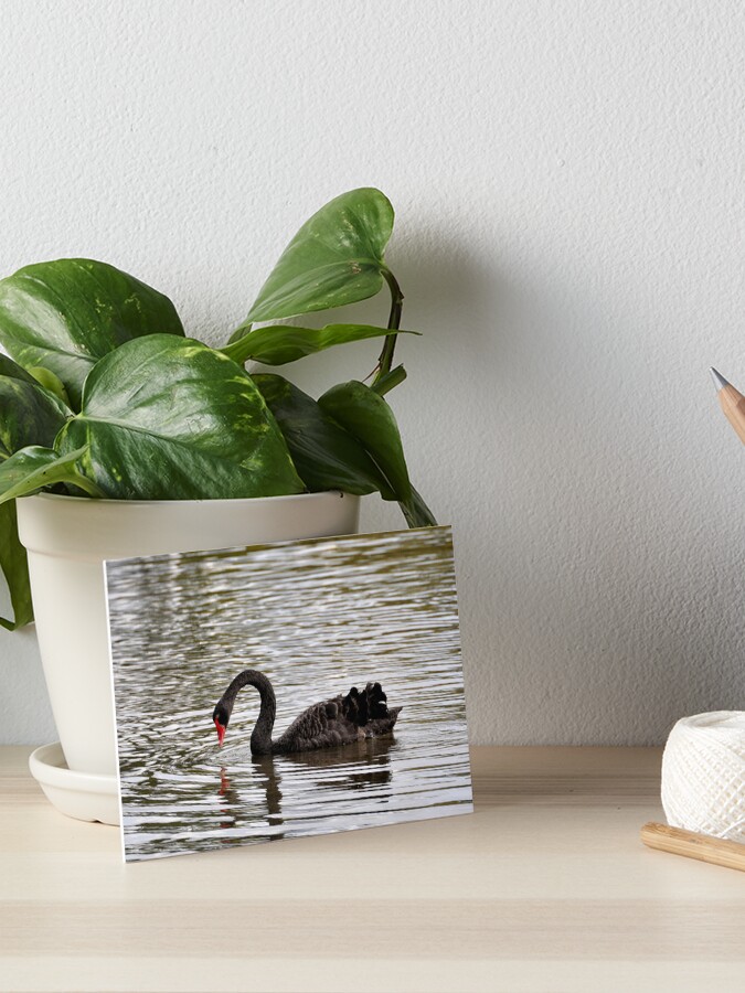 Thumbnail 1 of 2, Art Board Print, New Zealand - Rotorua, black swans designed and sold by franck380.