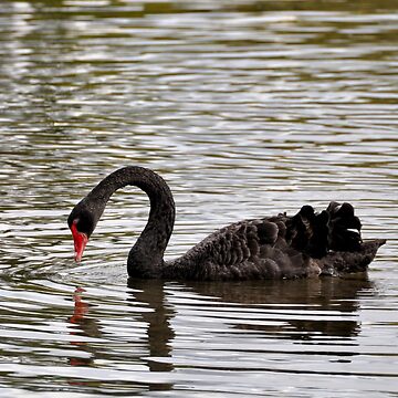 Artwork thumbnail, New Zealand - Rotorua, black swans by franck380