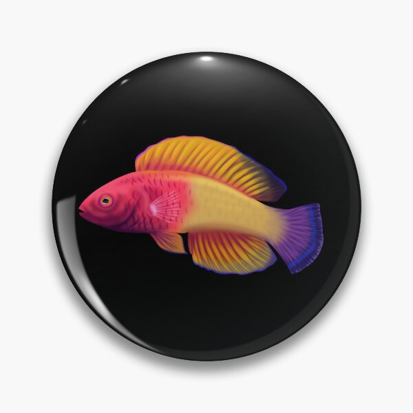 Item preview, rose-veiled fairy wrasse designed and sold by Scuba-Div3r.