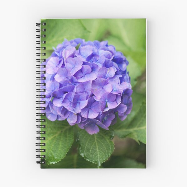 Item preview, Flowers of a French hydrangea (Hydrangea macrophylla) designed and sold by Zosimus.