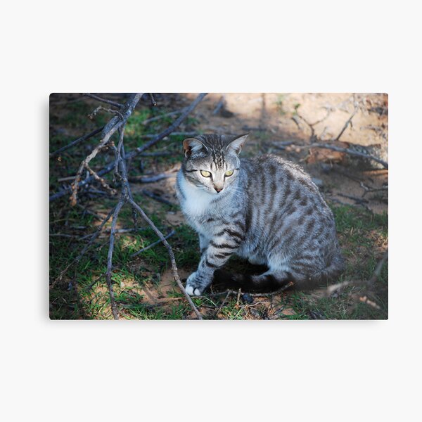 In The Spotlight Metal Print