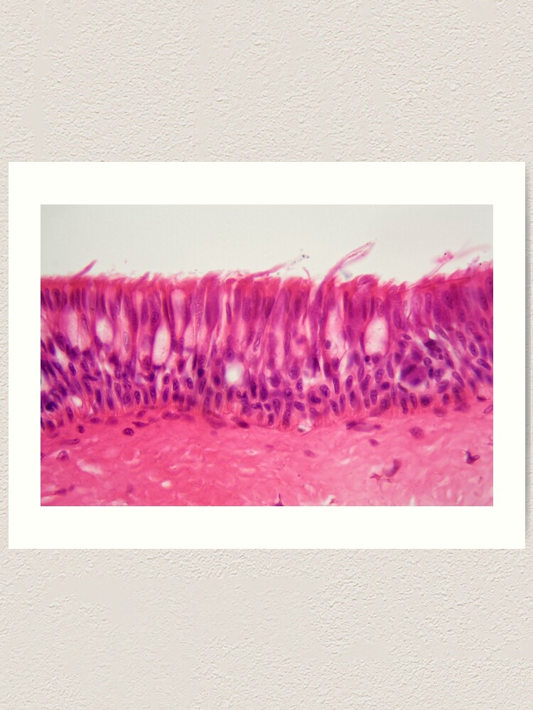 Lámina artística «Epitelio ciliado microscopio.» de Zosimus Redbubble