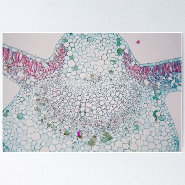 Item preview, Cotton leaf under the microscope designed and sold by Zosimus.