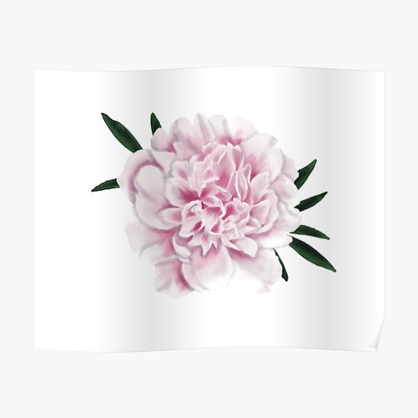 Popping Peony Poster