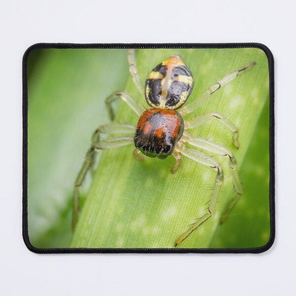 Item preview, A Flat Abdomen Crab Spider (Camaricus maugei) designed and sold by AvonPerception.