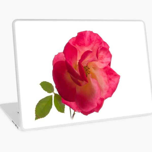rose on white Laptop Skin