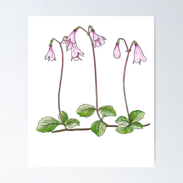 Item preview, Nordic Wildflower Linnea Borealis Twinflower Pretty Pink Flowers floral designed and sold by funnytshirtemp.
