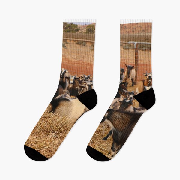 Item preview, Goats, Outback station, South Australia designed and sold by FranWest.