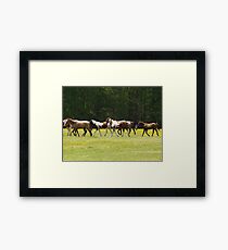 wild horses Framed Print