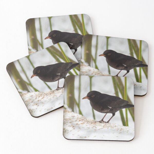 Item preview, Framed and spotted. Eurasian blackbird designed and sold by Jouko Lehto Photography.