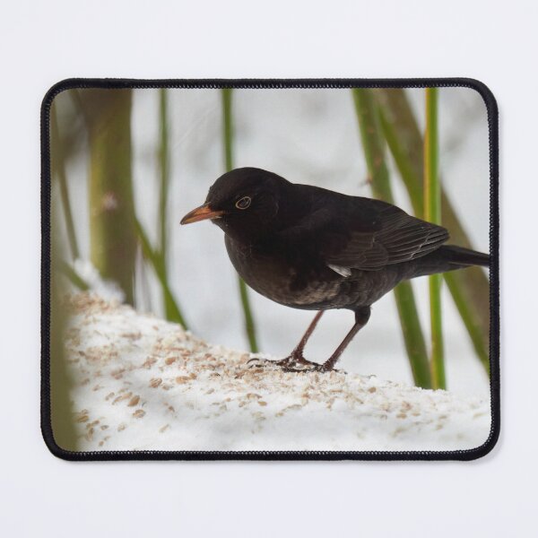 Item preview, Framed and spotted. Eurasian blackbird designed and sold by Jouko Lehto Photography.