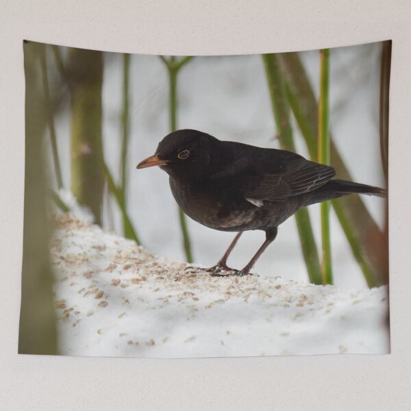 Item preview, Framed and spotted. Eurasian blackbird designed and sold by Jouko Lehto Photography.